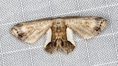 Phazaca decorata