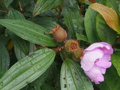 Sternuchopsis waltoni