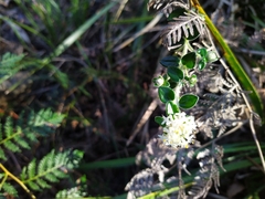 Pimelea nivea