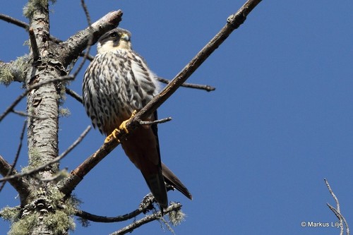 Eurasian Hobby