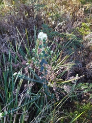 Pimelea nivea