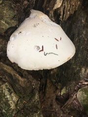Pleurotus dryinus