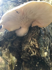 Pleurotus dryinus