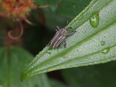 Sternuchopsis waltoni