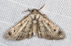 Phazaca interrupta