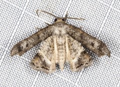 Phazaca interrupta