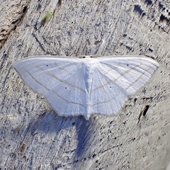 Scopula ordinata