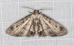 Phazaca interrupta