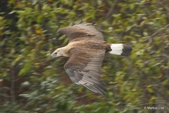 Haliaeetus leucoryphus