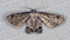 Phazaca interrupta