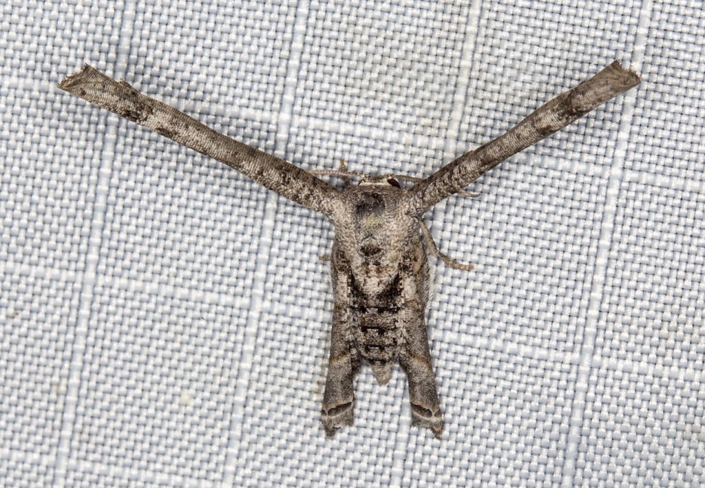 Phazaca interrupta