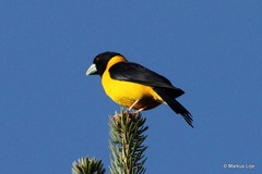 Mycerobas affinis