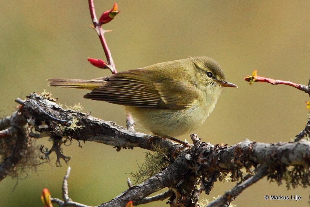 Large-billed Leaf Warbler photo