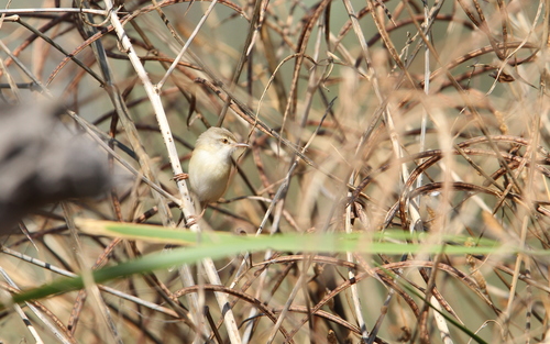 River Prinia (Prinia fluviatilis), photo 5