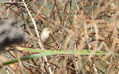 Prinia fluviatilis