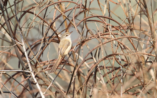 River Prinia (Prinia fluviatilis), photo 3