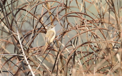 Prinia fluviatilis