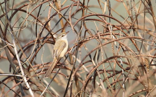 River Prinia (Prinia fluviatilis), photo 6