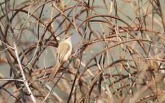 Prinia fluviatilis