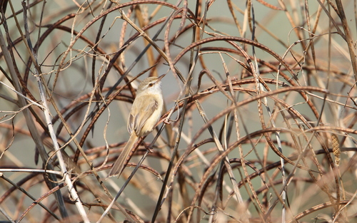 River Prinia (Prinia fluviatilis), photo 7