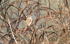 Prinia fluviatilis