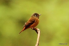 Muscicapa ferruginea