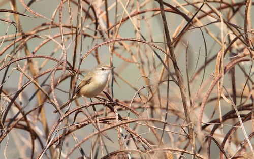 River Prinia (Prinia fluviatilis), photo 8