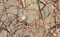 Prinia fluviatilis