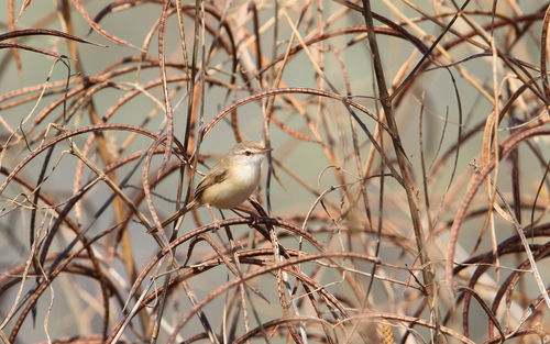 River Prinia (Prinia fluviatilis), photo 9