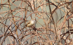 Prinia fluviatilis