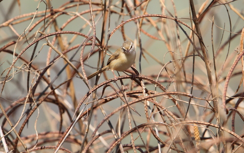 River Prinia (Prinia fluviatilis), photo 10