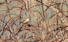 Prinia fluviatilis