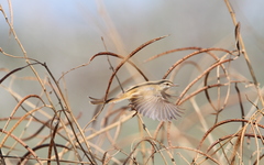 Prinia fluviatilis