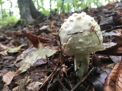 Amanita chrysoblema