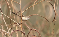 Prinia fluviatilis