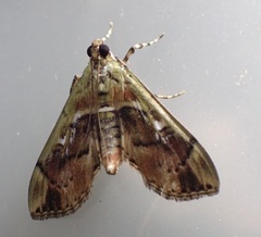 Sathria internitalis