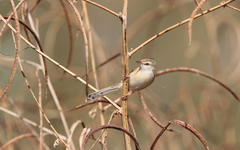 Prinia fluviatilis
