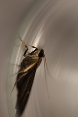Cydalima perspectalis