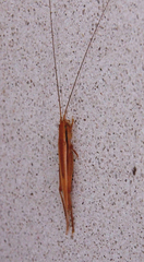 Euscyrtinae