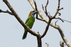 Psilopogon duvaucelii