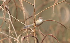 Prinia fluviatilis