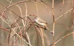 Prinia fluviatilis