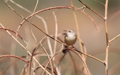 Prinia fluviatilis