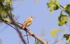 Prinia fluviatilis