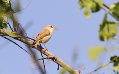 Prinia fluviatilis