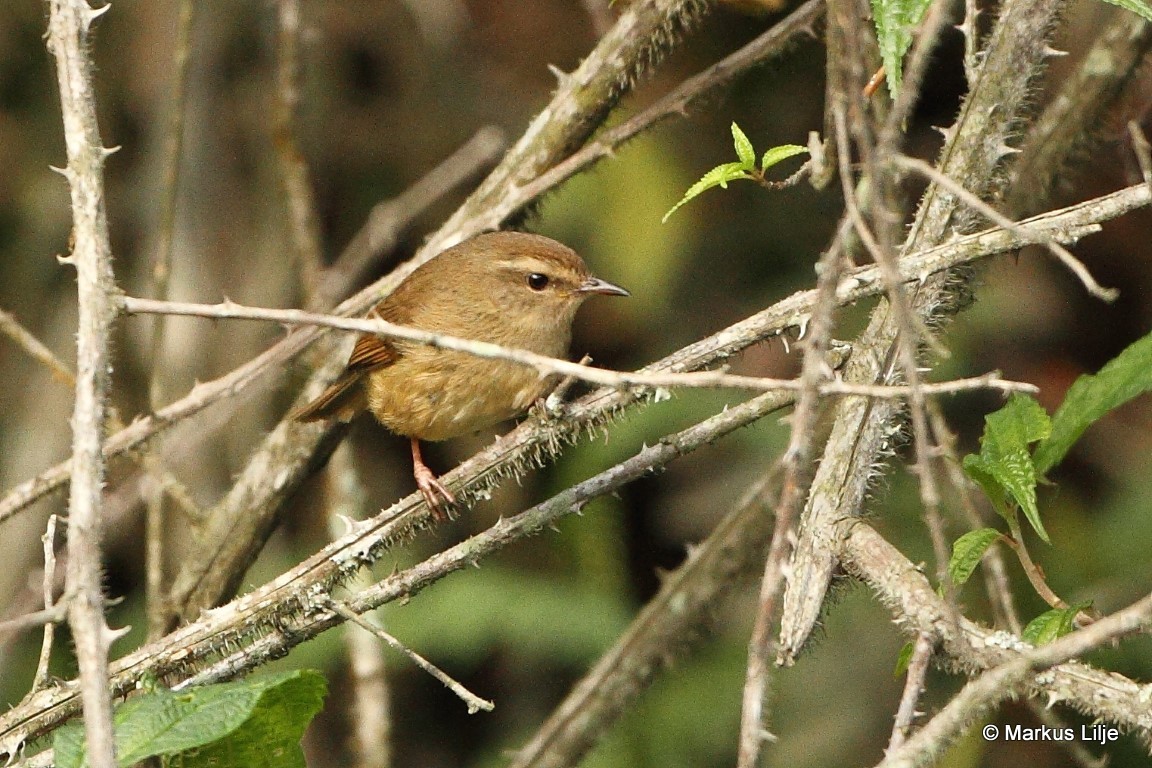 Brown-flanked Bush Warbler, Animal Database