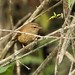 Brownish-flanked Bush Warbler - Photo (c) markus lilje, some rights reserved (CC BY-NC-ND), uploaded by markus lilje