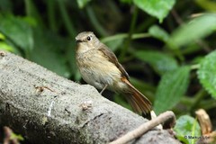 Ficedula