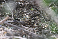 Caprimulgus climacurus