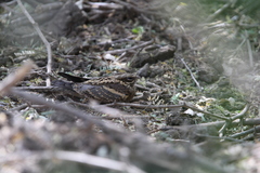 Caprimulgus climacurus